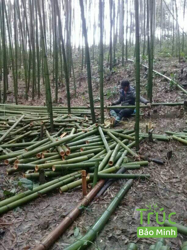 nguyen-lieu-truc-bao-minh